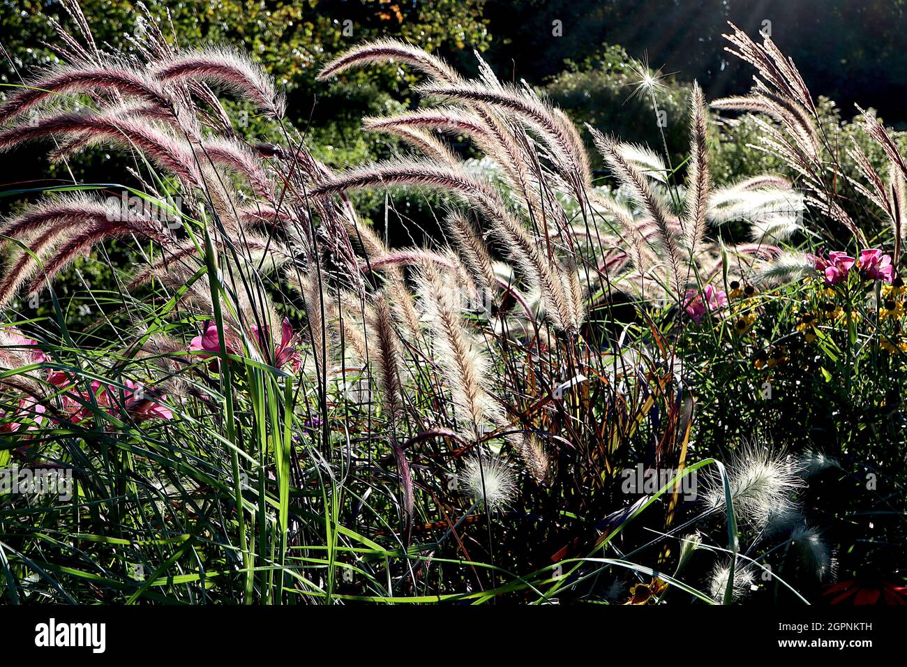 Pennisetum advena ‘Rubrum’  fountain grass Rubrum – arching panicles of brush-like purple buff flowers and narrow purple leaves, September, England,UK Stock Photo