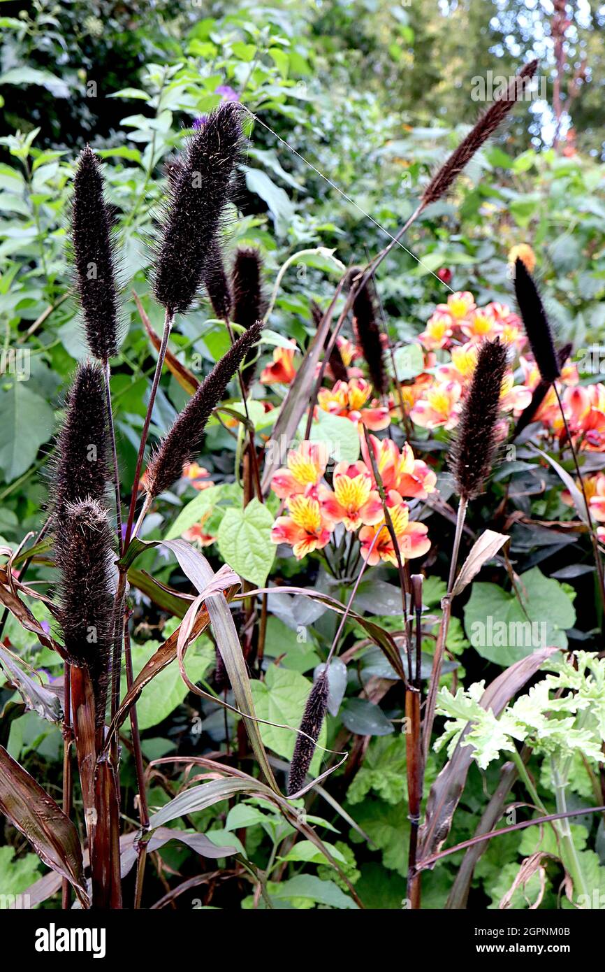 Pennisetum glaucum ‘Blackjack’ pearl millet Blackjack – upright dense cylindrical clusters of tiny black flowers and dark foliage on tall stems,  UK Stock Photo