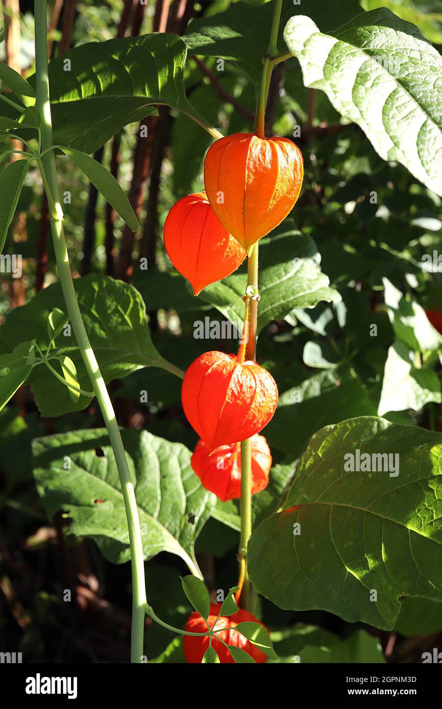Physalis alkekengi var franchetii Chinese lantern – mid green inflated calyx and large mid green ovate leaves,  September, England, UK Stock Photo