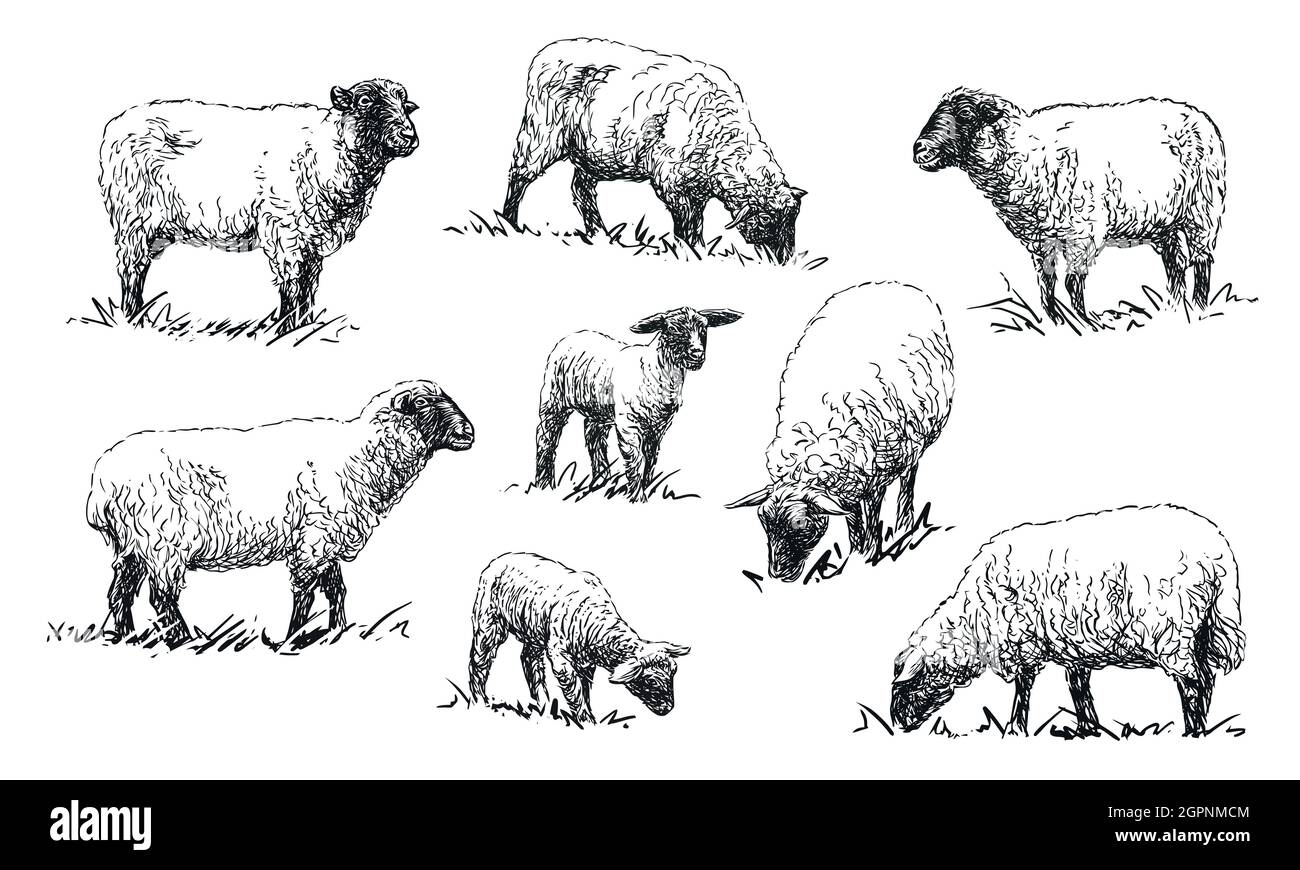 Sheep - set of farm animals illustrations Stock Vector