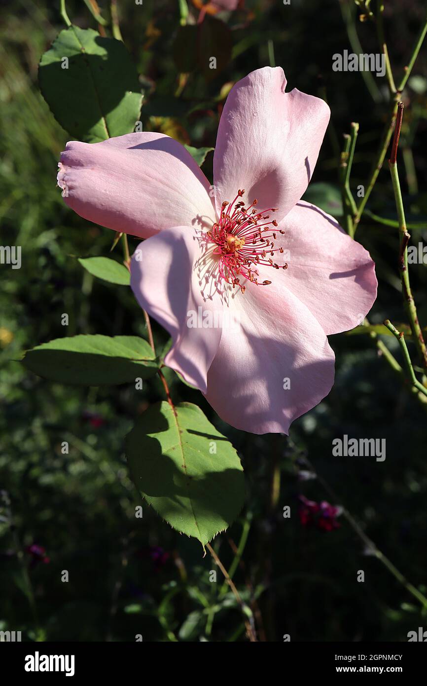 Rosa ‘Dainty Bess’ (hybrid tea rose) rose Dainty Bess – single pale pink flowers with dark pink stamens,  September, England, UK Stock Photo
