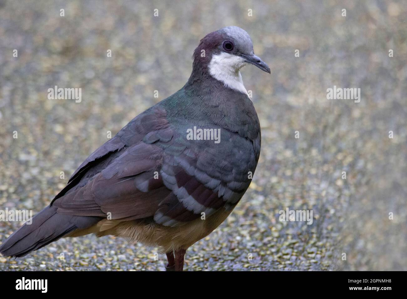 Luzon bleeding heart ground dove up close, Gallicolumba luzonica Stock Photo Alamy