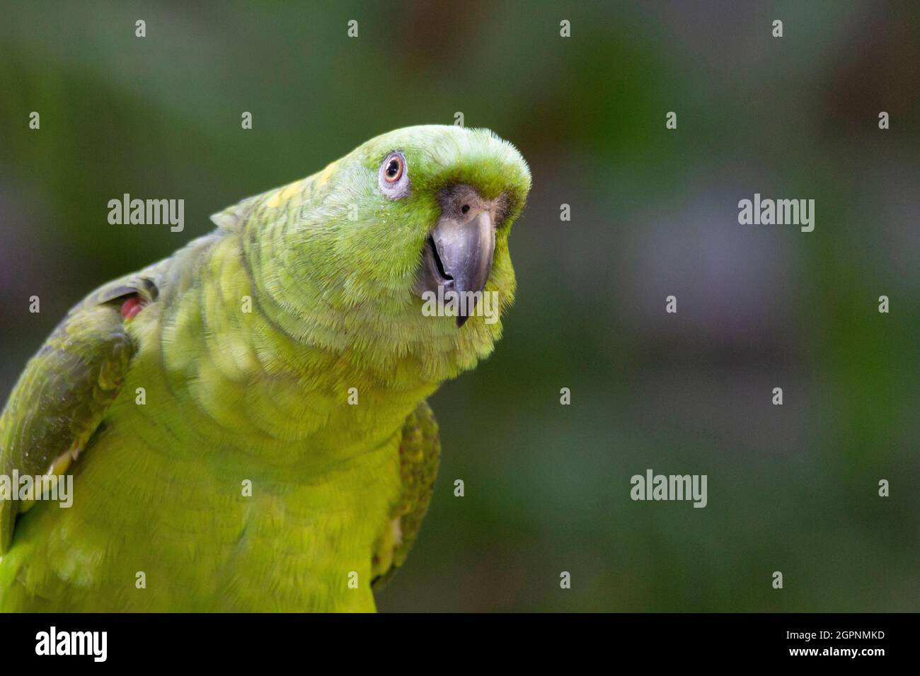Mealy parrot portrait, Amazona farinosa. Large, bright green parrot of humid evergreen forest in tropical lowlands. Uncommon Stock Photo