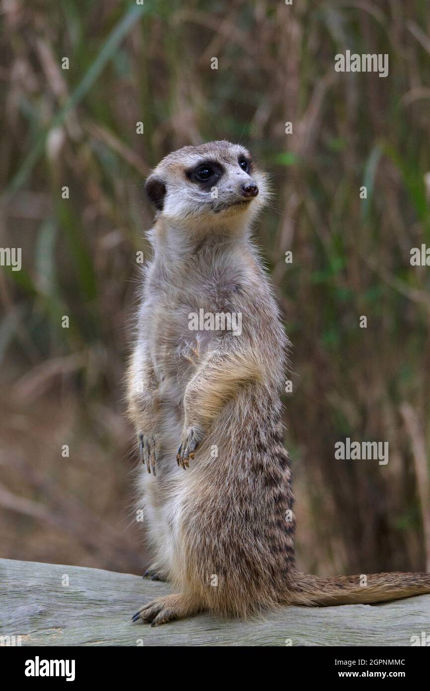 Meerkat, Suricata suricatta or suricate is a small mongoose found in southern Africa. Stock Photo