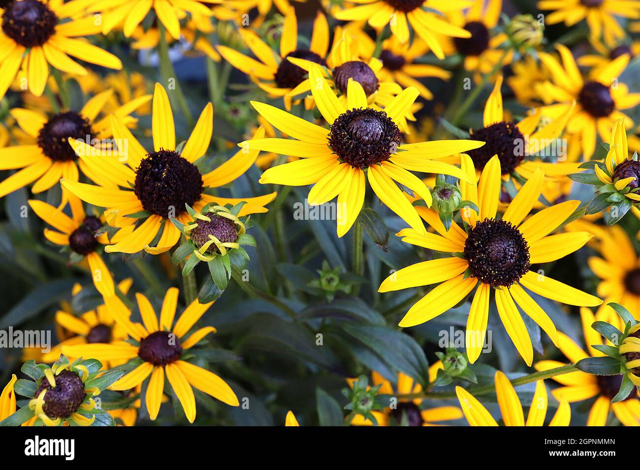 Rudbeckia fulgida little goldstar hires stock photography and images