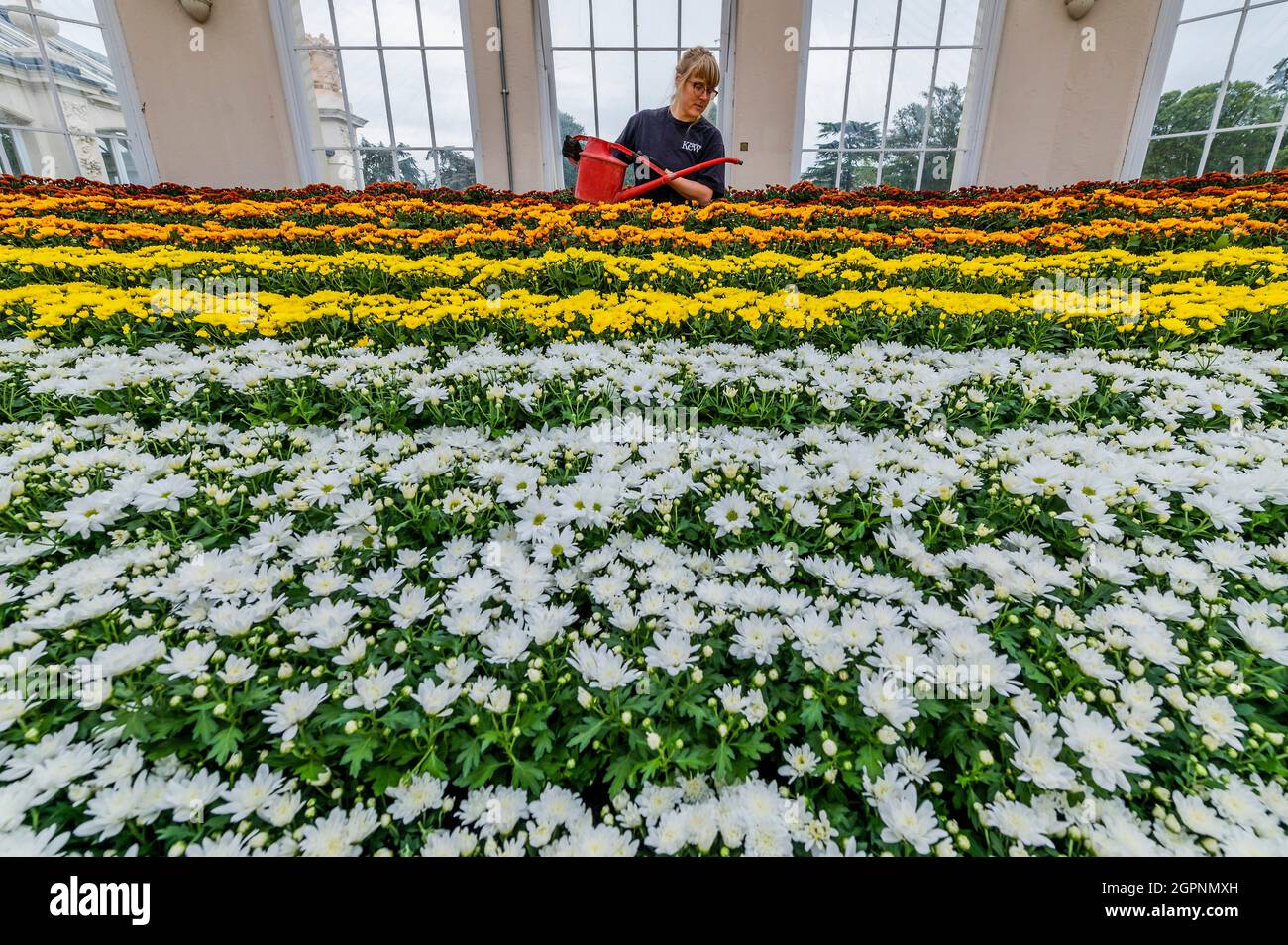 London, UK. 30th Sep, 2021. Six varieties of Japan's national flower, the chrysanthemum, with yellow, orange and white blooms in honour of Kiku Matsuri (chrysanthemum festivals) - Japan Festival: A celebration of the country's breath-taking plants, art and culture at Kew Gardens. Credit: Guy Bell/Alamy Live News Stock Photo