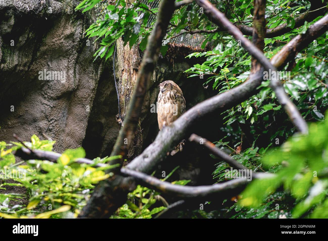 Owl at the dutch zoo, Diergaarde Blijdorp Rotterdam, The Netherlands. Stock Photo