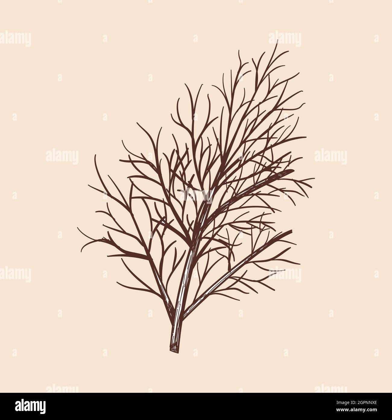Dill Icon Stock Vector