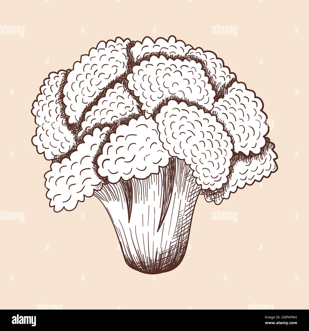 Cauliflower Icon Stock Vector