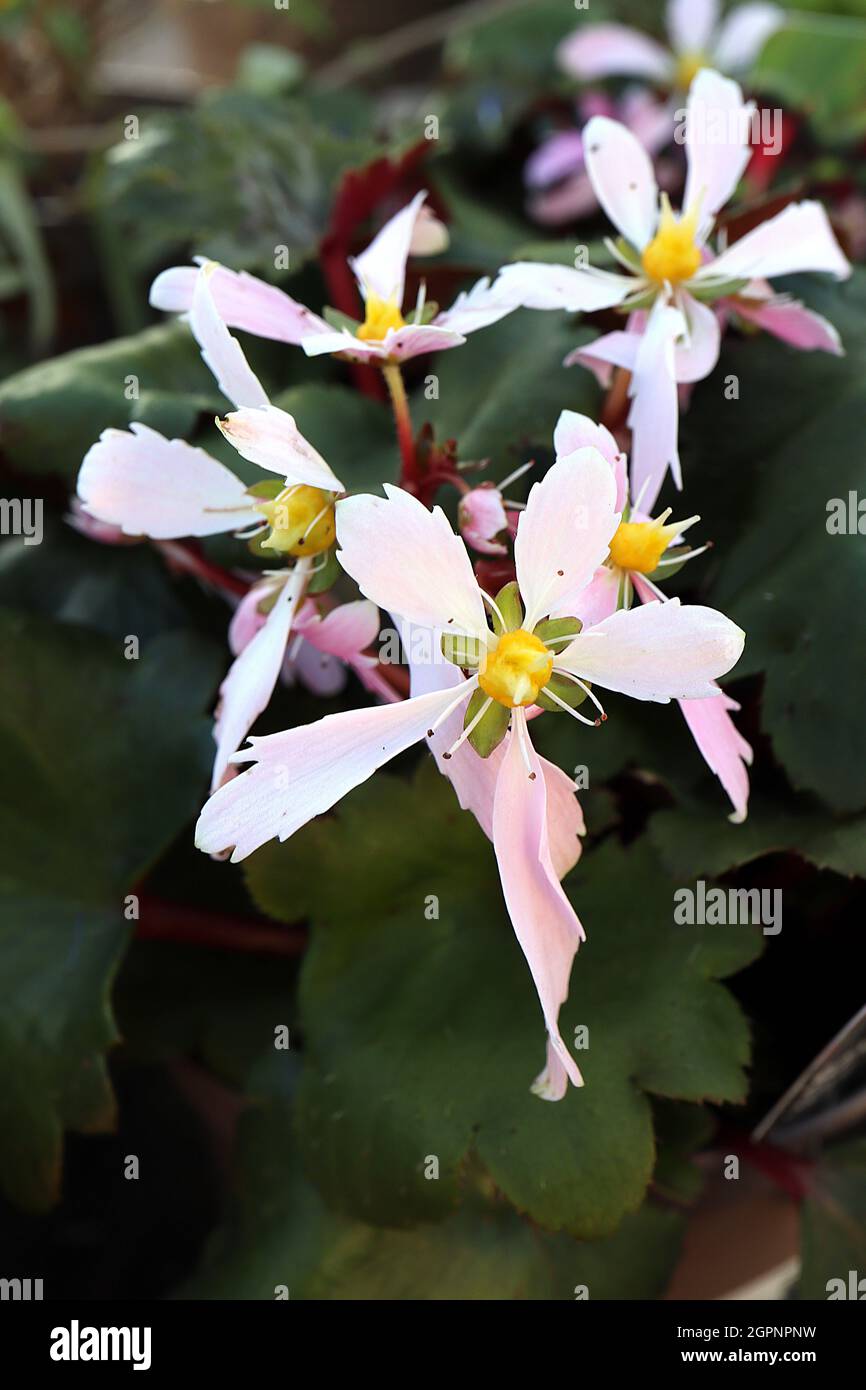 Saxifraga fortunei ‘Sibyll Trelawney’ fortune saxifrage Sibyll Trelawney – white flowers with pink tinges, short and long petals, irregularly serrated Stock Photo