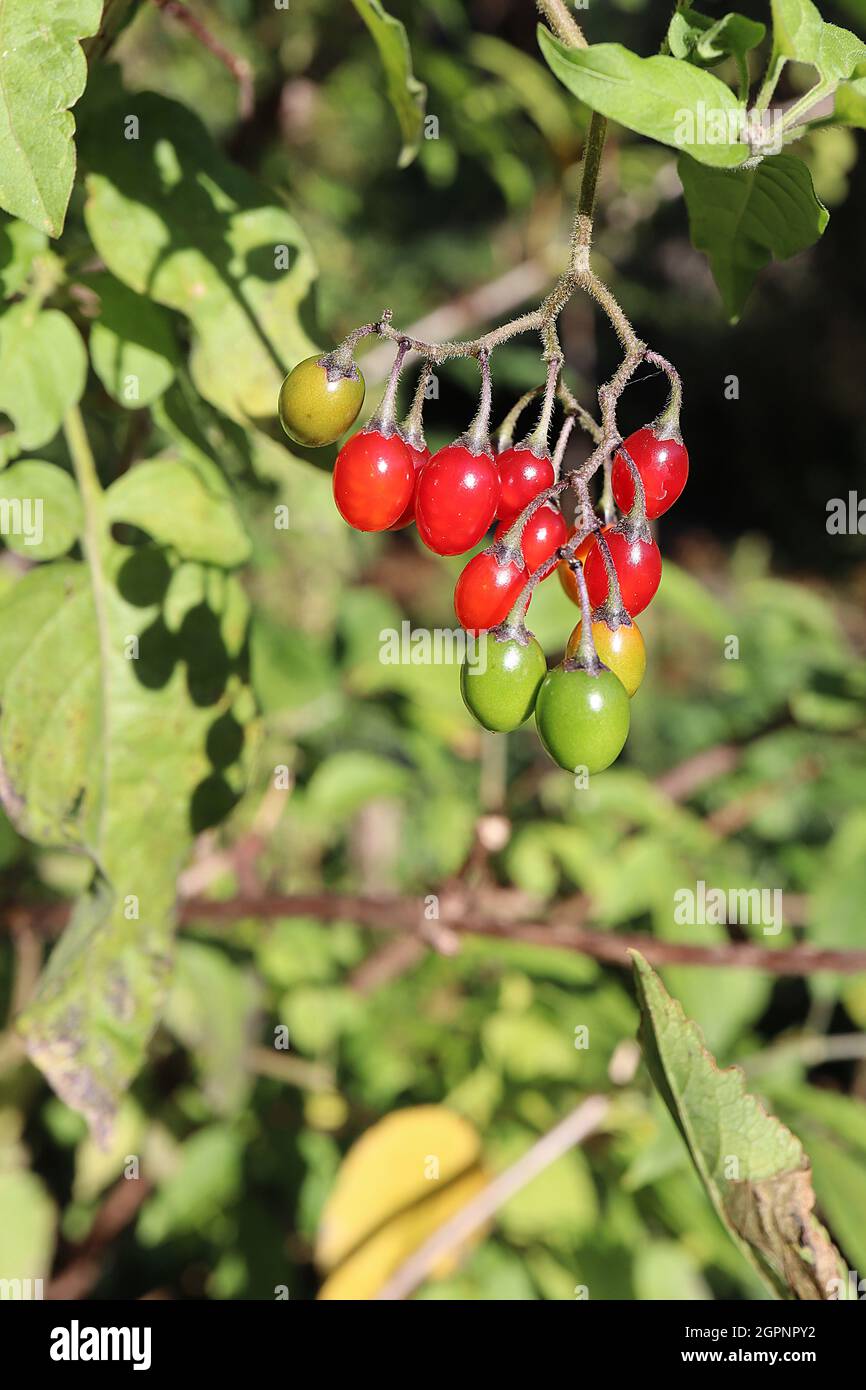 Solanum Dulcamara Bittersweet Nightshade Stalked Red Green And Yellow Ovoid Glossy Berries And Arrow Shaped Lobed Leaves September England Uk Stock Photo Alamy