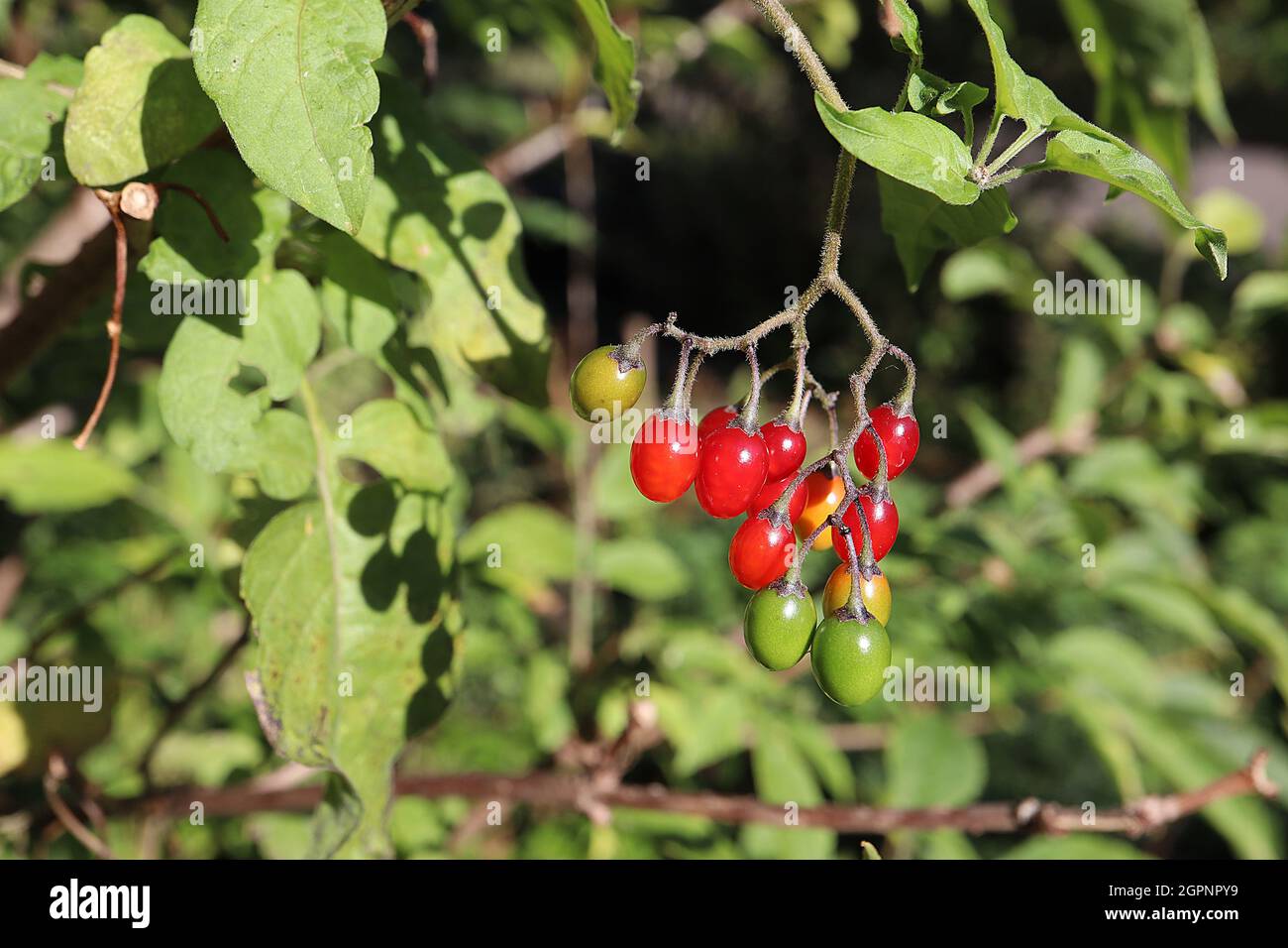 Solanum dulcamara bittersweet nightshade stalked red, green and