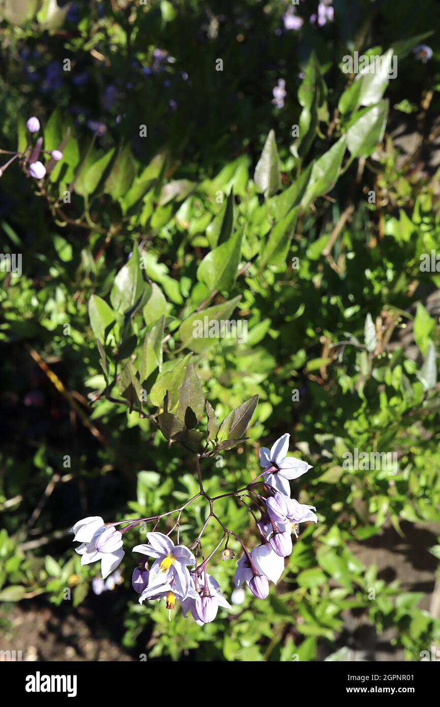 Solanum laxum ‘Creche du Pape’ potato vine Creche du Pape – mauve blue star-shaped flowers and glossy pointed ovate leaves,  September, England, UK Stock Photo