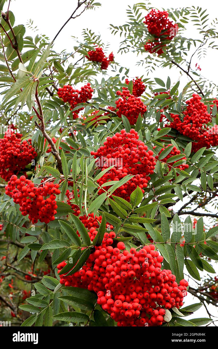 Sorbus x kewensis BERRIES ONLY hybrid rowan -  large panicled clusters of round red berries on red stalks, long mid green pinnate leaves,  September, Stock Photo