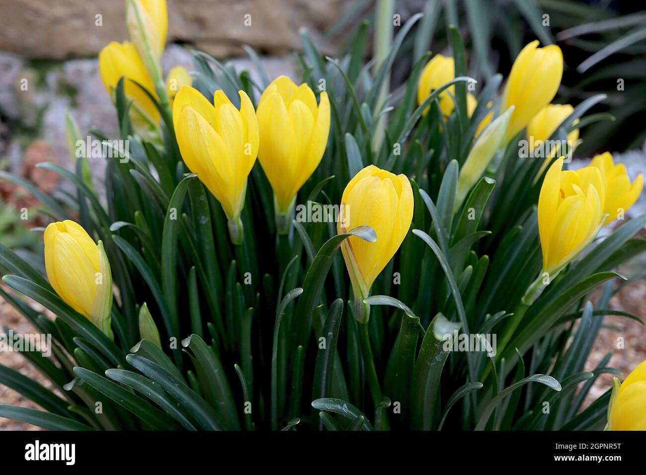 Sternbergia lutea winter daffodil – yellow goblet-shaped flowers on short stems and dark green strap-shaped leaves,  September, England, UK Stock Photo