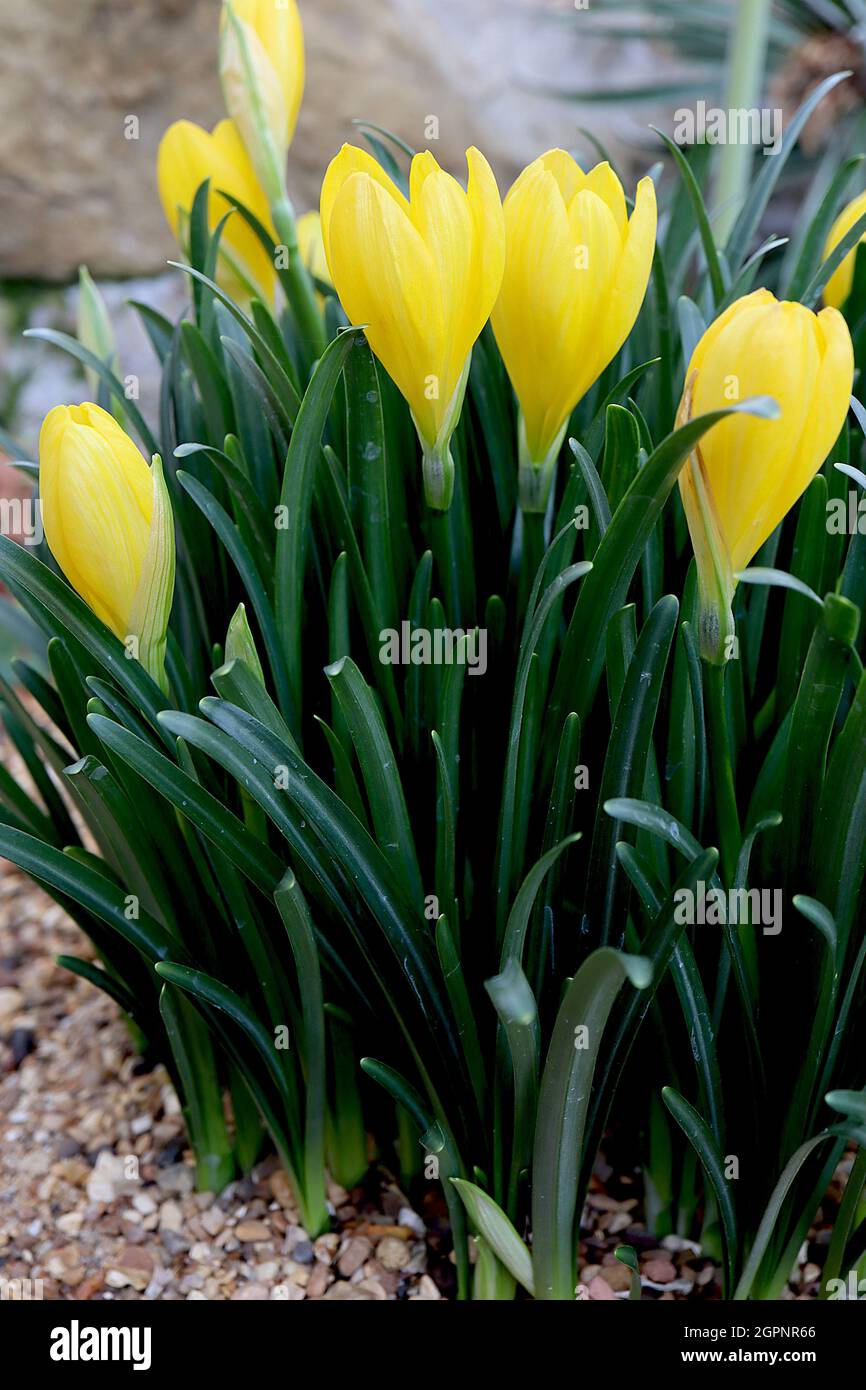 Sternbergia lutea winter daffodil – yellow goblet-shaped flowers on short stems and dark green strap-shaped leaves,  September, England, UK Stock Photo