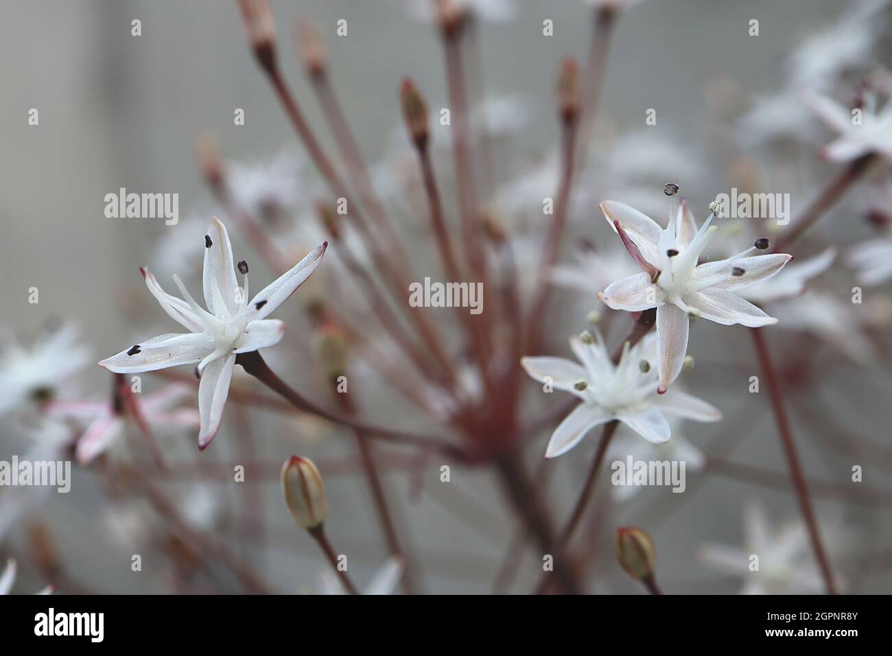 TÌNH YÊU CÂY CỎ ĐV.3 - Page 74 Strumaria-chaplinii-gemmaria-chaplinii-white-star-shaped-flowers-similar-to-squill-scilla-september-england-uk-2GPNR8Y