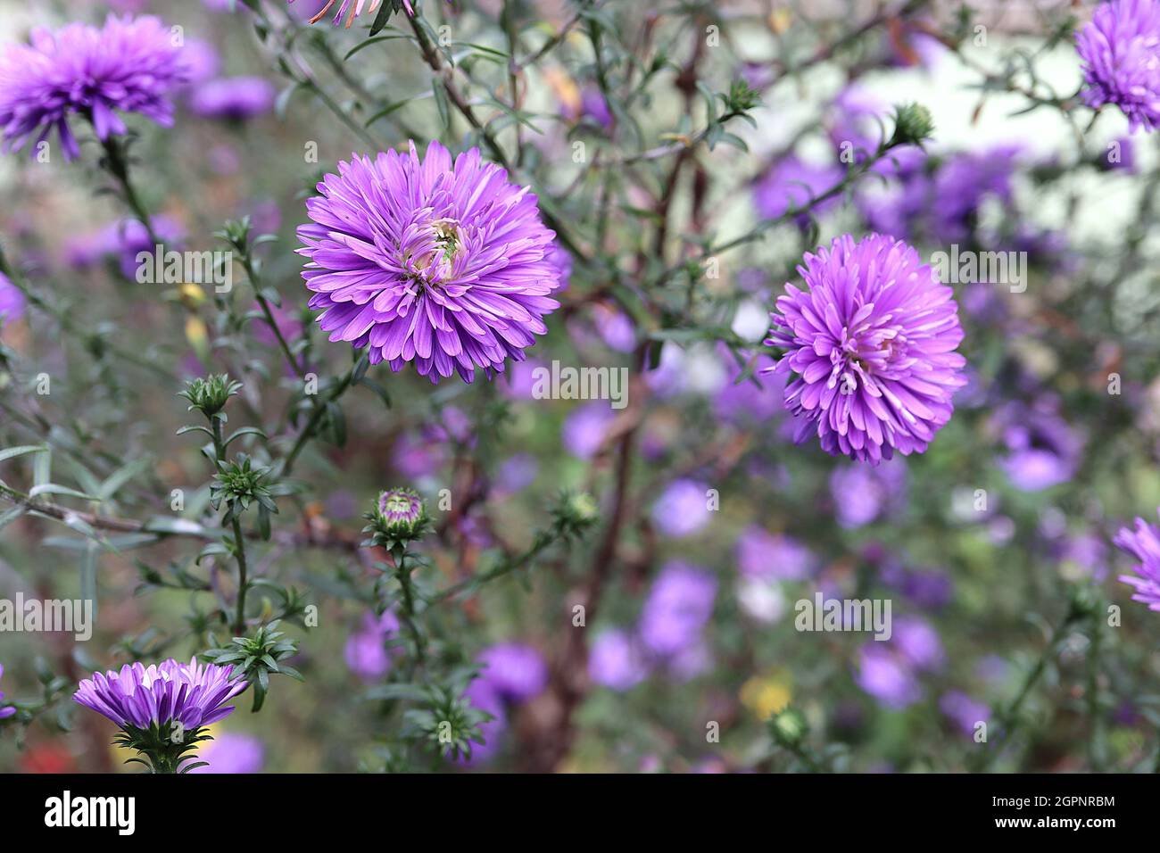 Symphyotricum novi-belgii ‘Harrisons Blue’ Aster novi-belgii Harrisons Blue – double violet flowers with very slender petals and purple sepals, UK Stock Photo