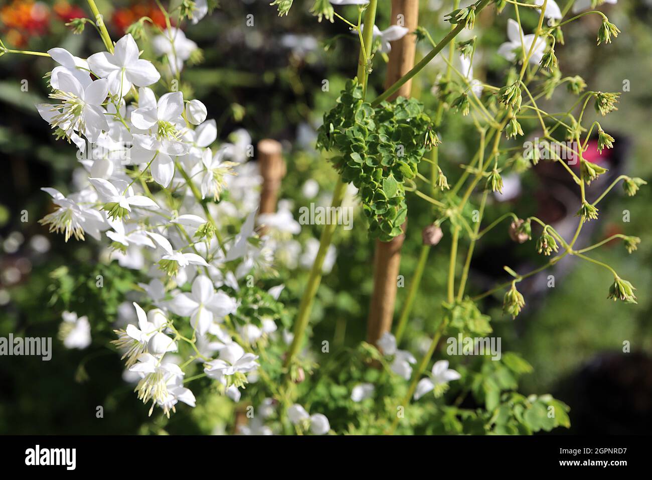 Thalictrum ‘Splendide White’ meadow rue Splendide White – loose sprays of white flowers with white stamens and green anthers,  September, England, UK Stock Photo