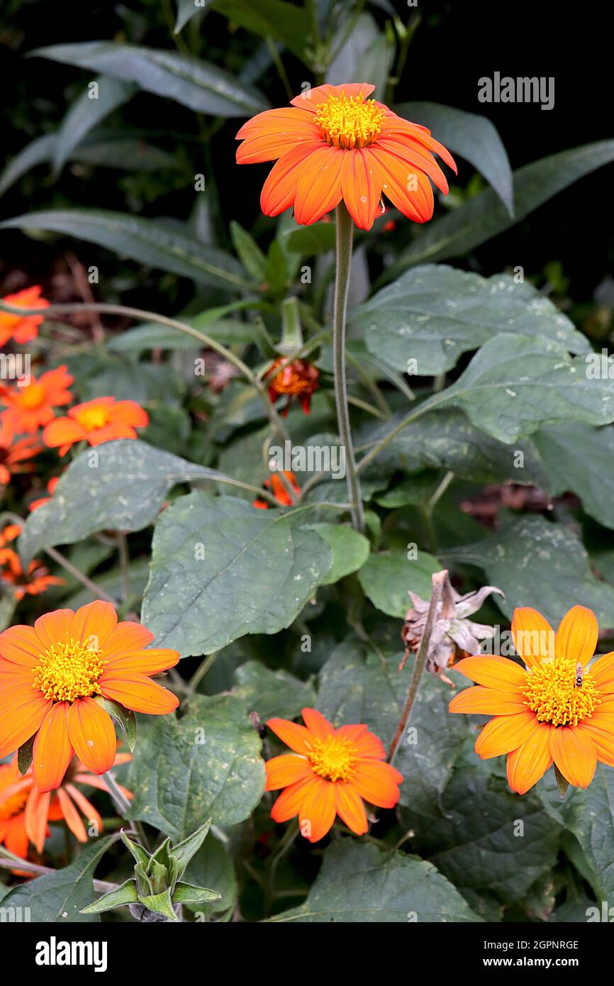 Tithonia rotundifolia ‘Torch’ Mexican sunflower Torch – bright orange daisy-like flowers and mid green broad ovate and deeply lobed leaves,  September Stock Photo