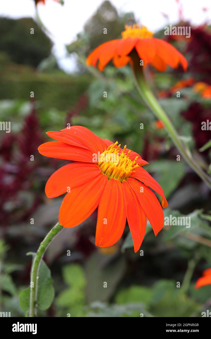 Tithonia rotundifolia ‘Torch’ Mexican sunflower Torch – bright orange daisy-like flowers and mid green broad ovate and deeply lobed leaves,  September Stock Photo