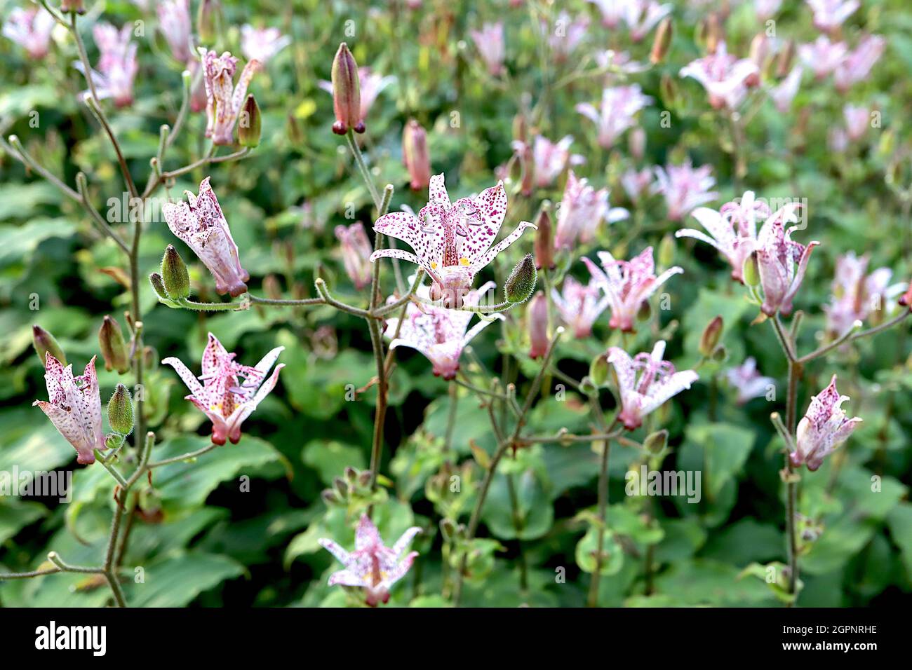 Tricyrtis formosana Stolonifera Group toad lily – white orchid-like flowers with irregular purple spots and broad lance-shaped mid green leaves,  UK Stock Photo