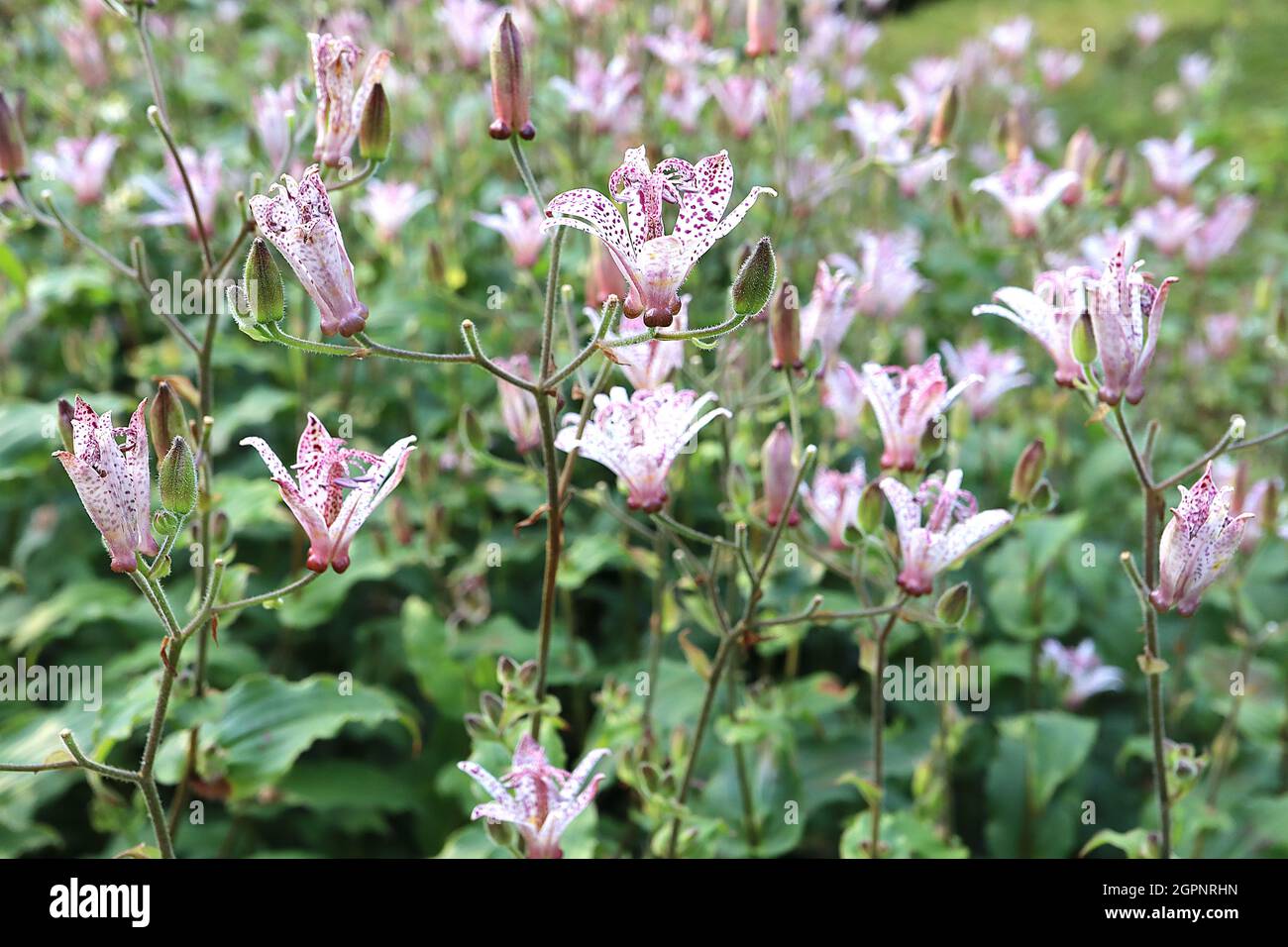 Tricyrtis formosana Stolonifera Group toad lily – white orchid-like flowers with irregular purple spots and broad lance-shaped mid green leaves,  UK Stock Photo