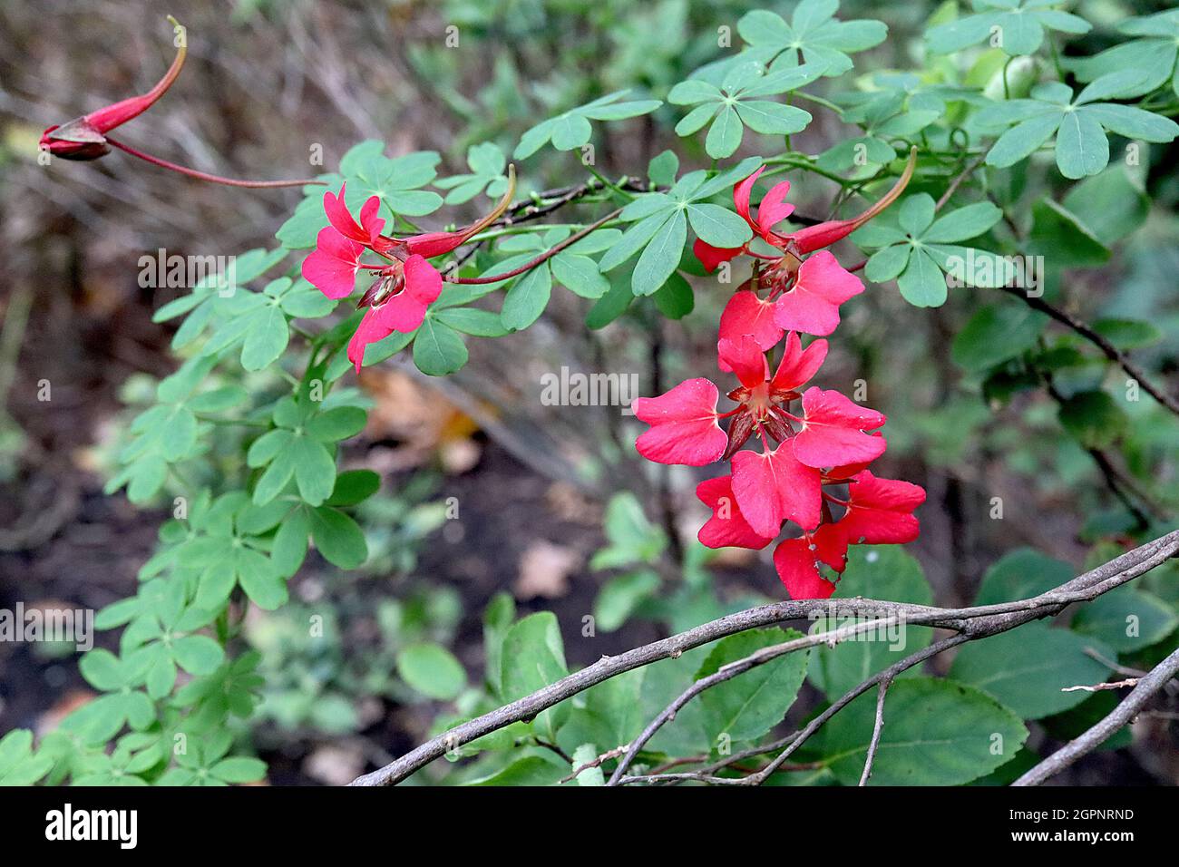 Tropaeolum speciosum flame nasturtium – spurred funnel-shaped red flowers with separated petals, palmately lobed leaves, September, England, UK Stock Photo