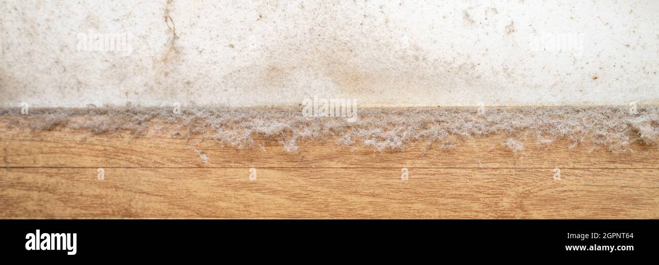 dust in the corner of the room. real old neglected dusty dirt, dirty