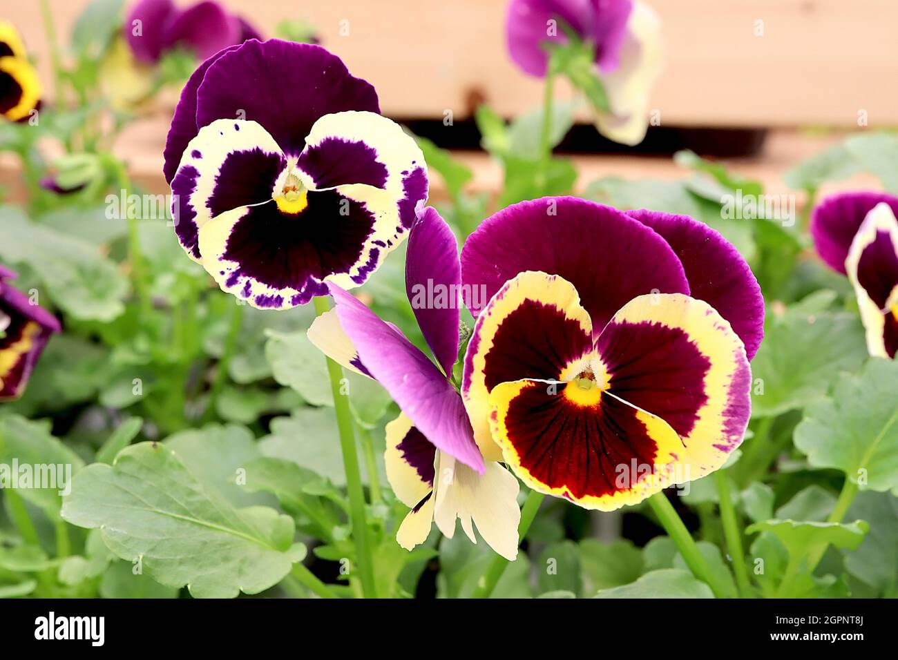 Viola ‘Yellow Purple Wing’ Pansy Yellow Purple Wing – yellow flowers with deep purple posterior petals and large purple brown blotch,  September, UK Stock Photo