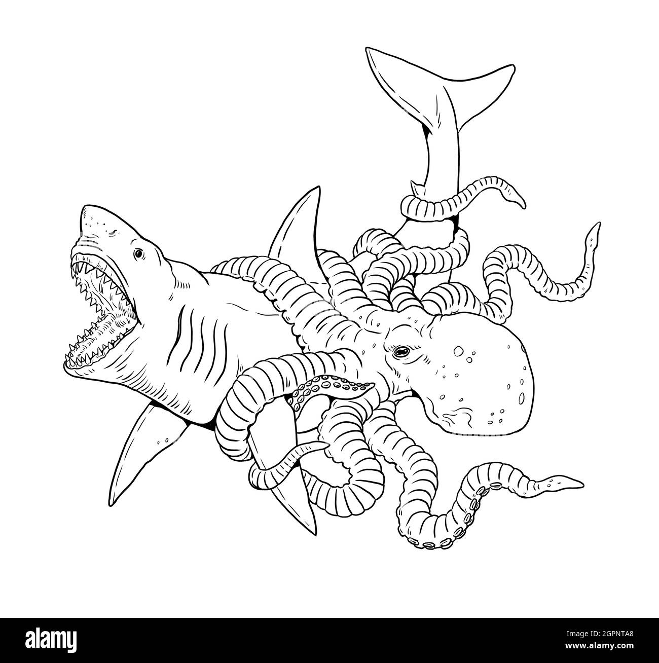Giant octopus attacks a shark. Battle of the animals illustration. Template for coloring. Stock Photo