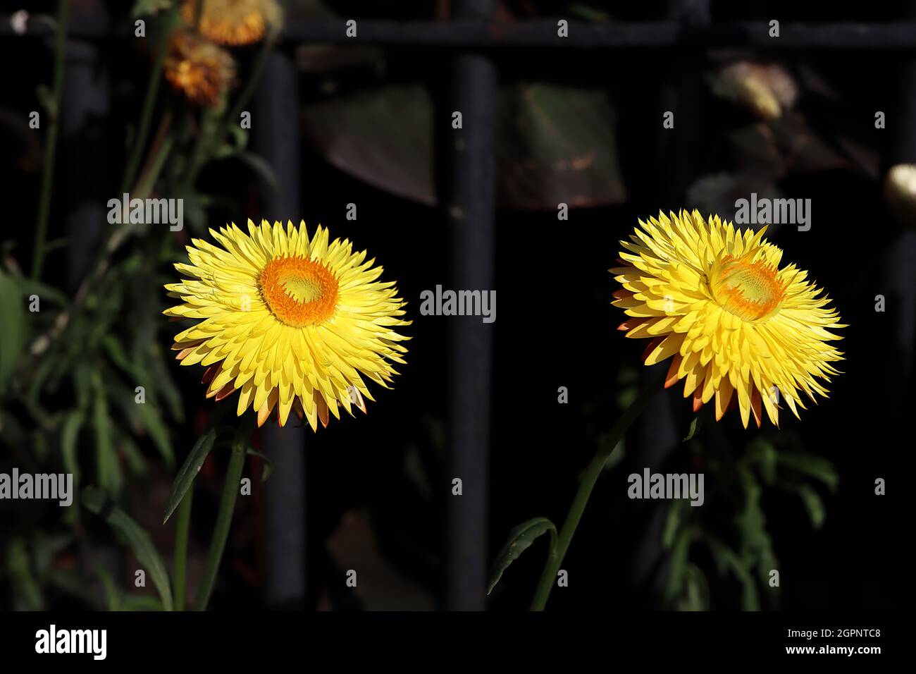 Xerochrysum / Helichrysum bracteatum ‘Golden Yellow’ strawflower Golden Yellow – golden yellow flowers with deep yellow centre,   September, England, Stock Photo