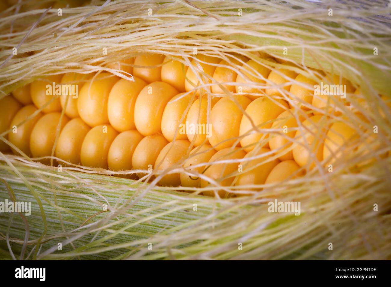 Fresh corn on the cob opening up to show the raw corn kernels inside