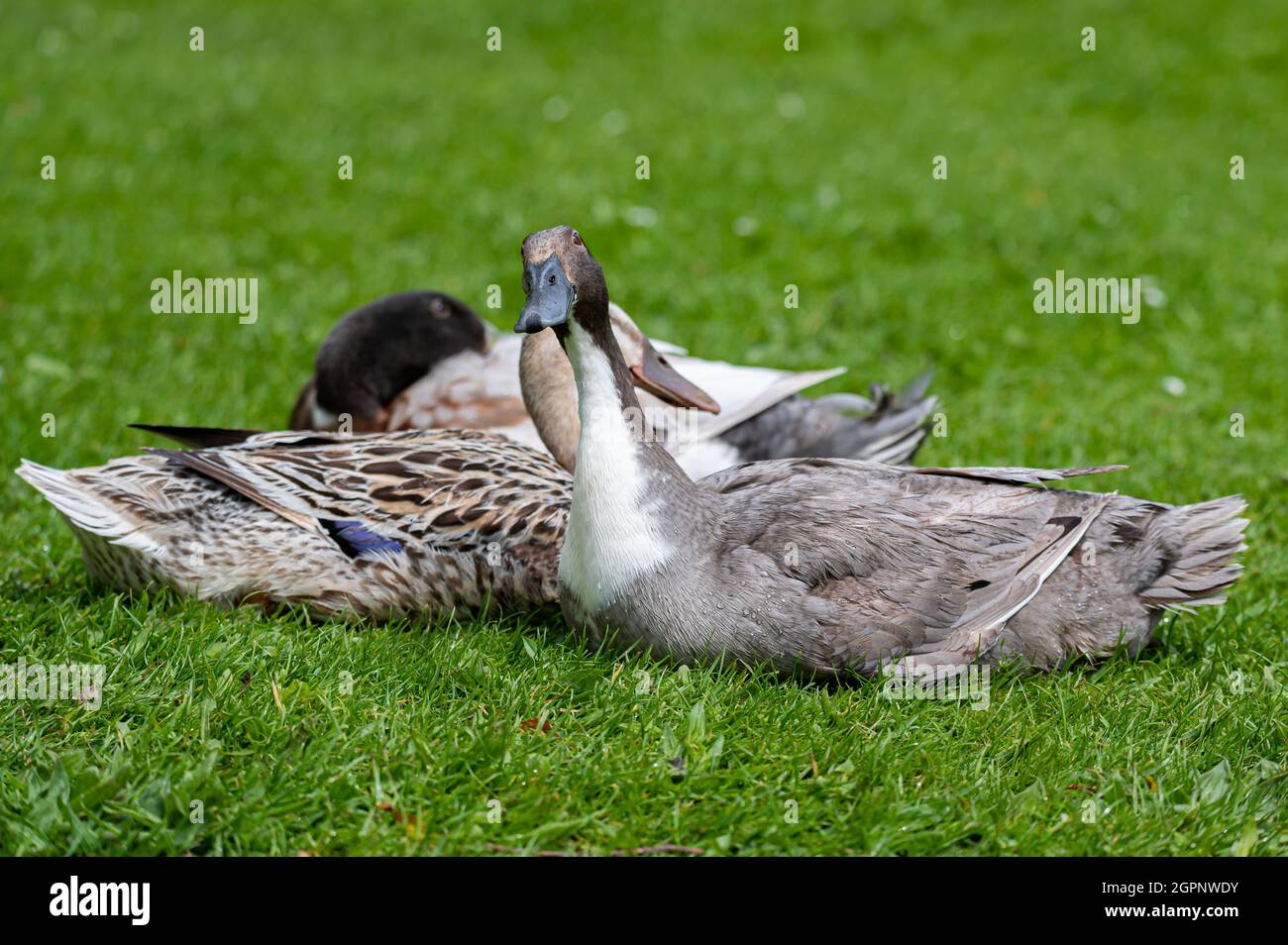 Hybird duck, cross between mallard and indian runner Stock Photo