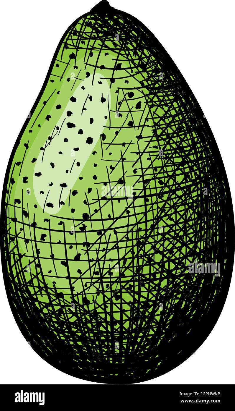 Avocado Icon Stock Vector