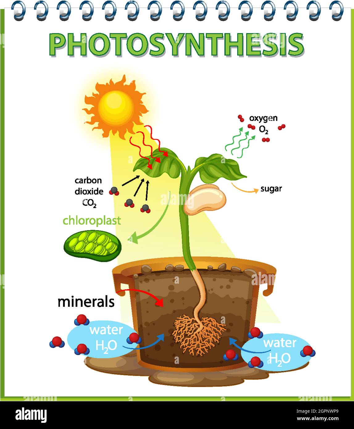 Diagram showing process of photosynthesis in plant illustration Stock ...