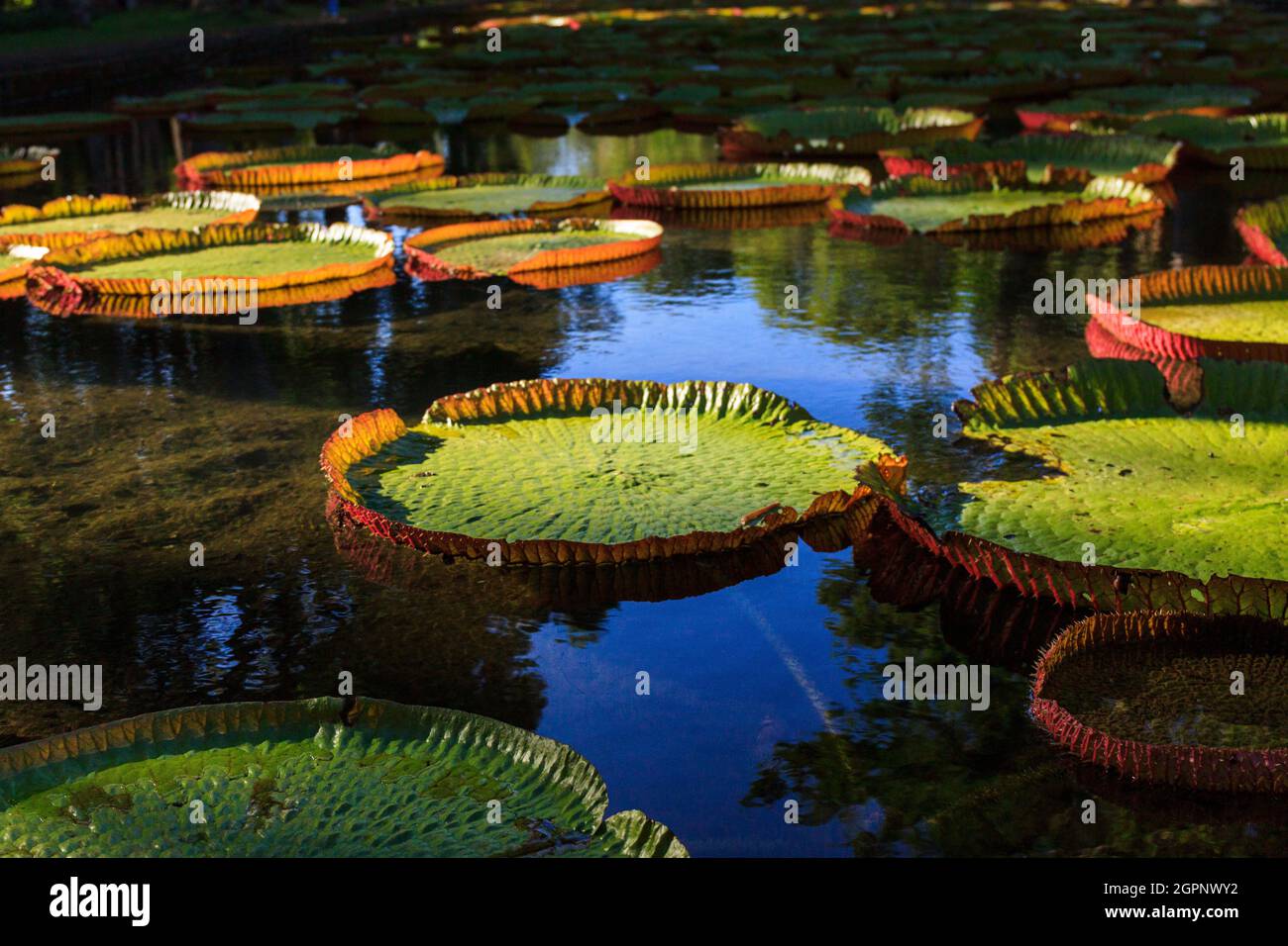 Beautiful mega water lilies Victoria Amazonica in Pamplemousses