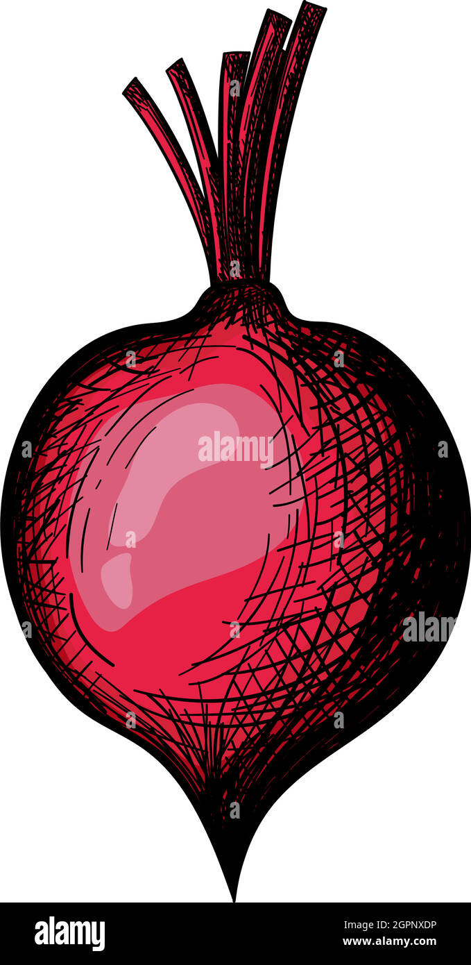 Beetroot Icon Stock Vector