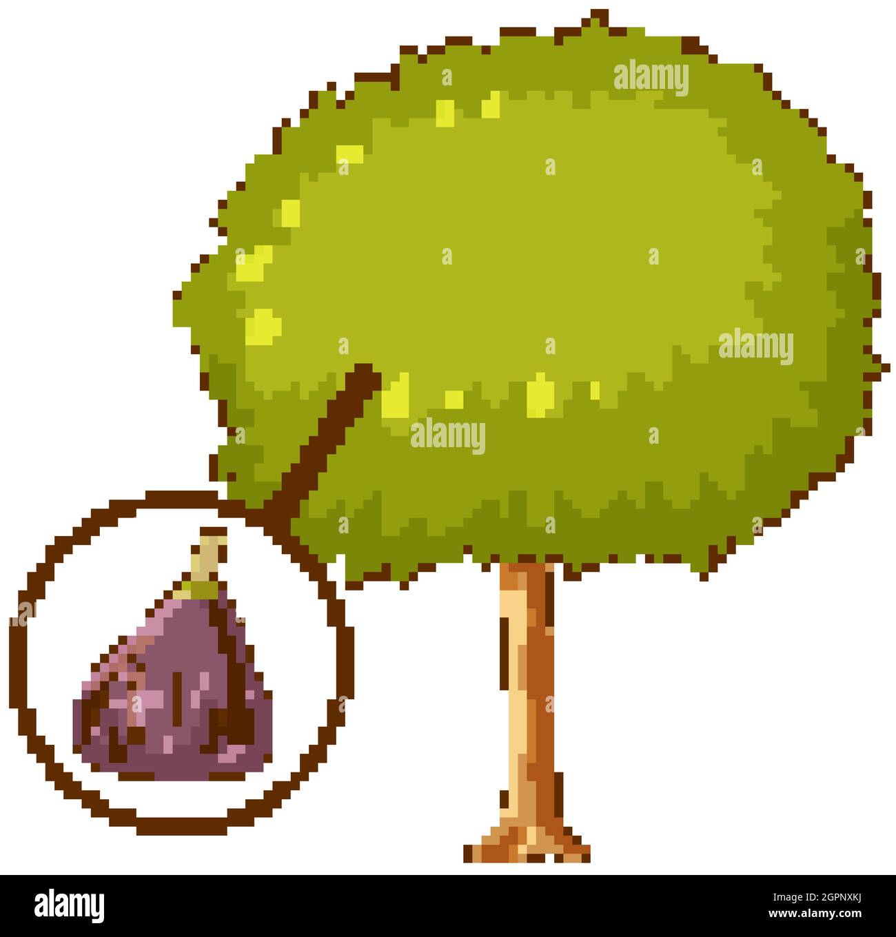 Rose apple tree isolated on white background illustration Stock Vector