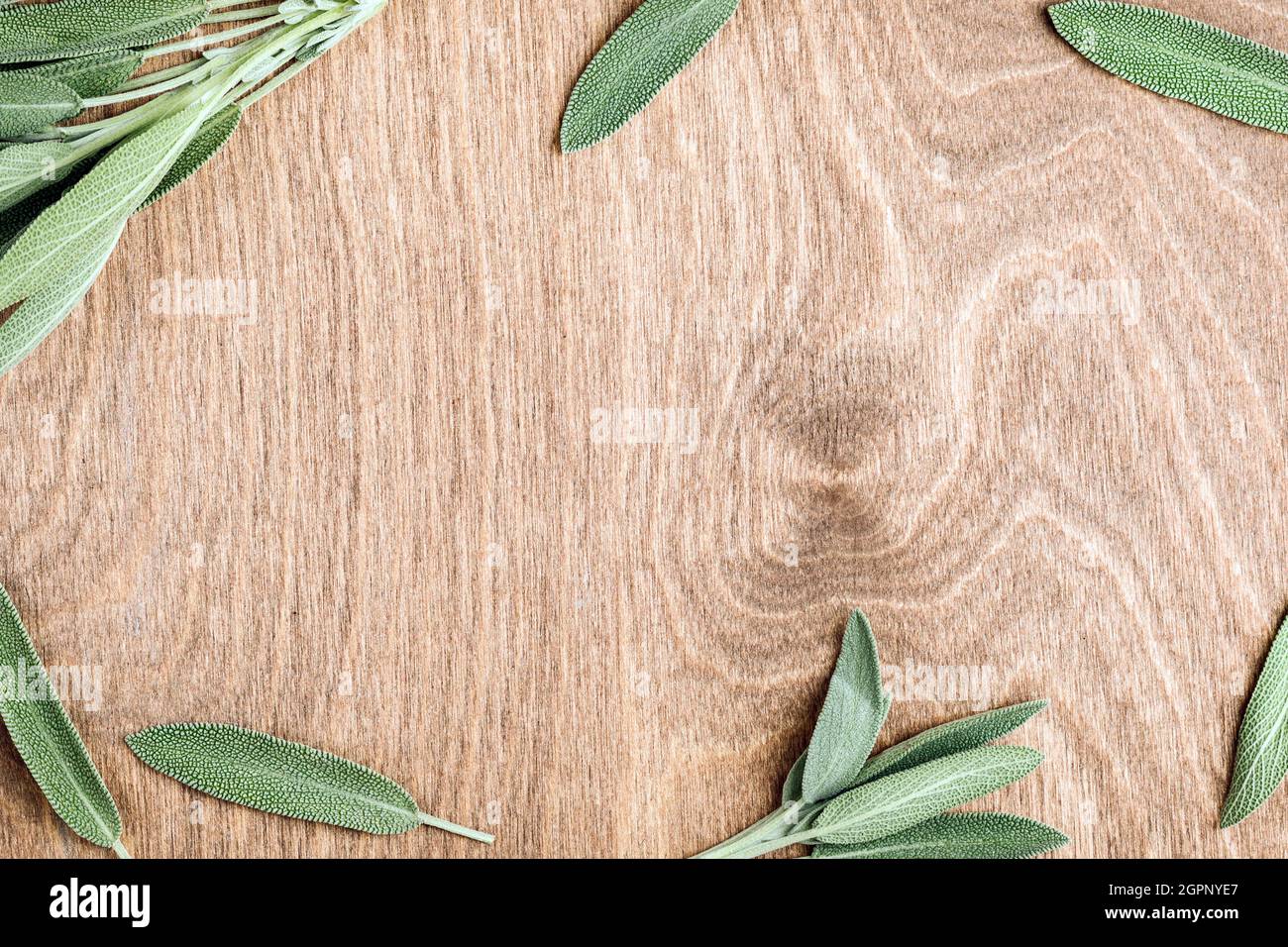 Vegetable background. Sage leaf frame with copy space in the middle. Stock Photo