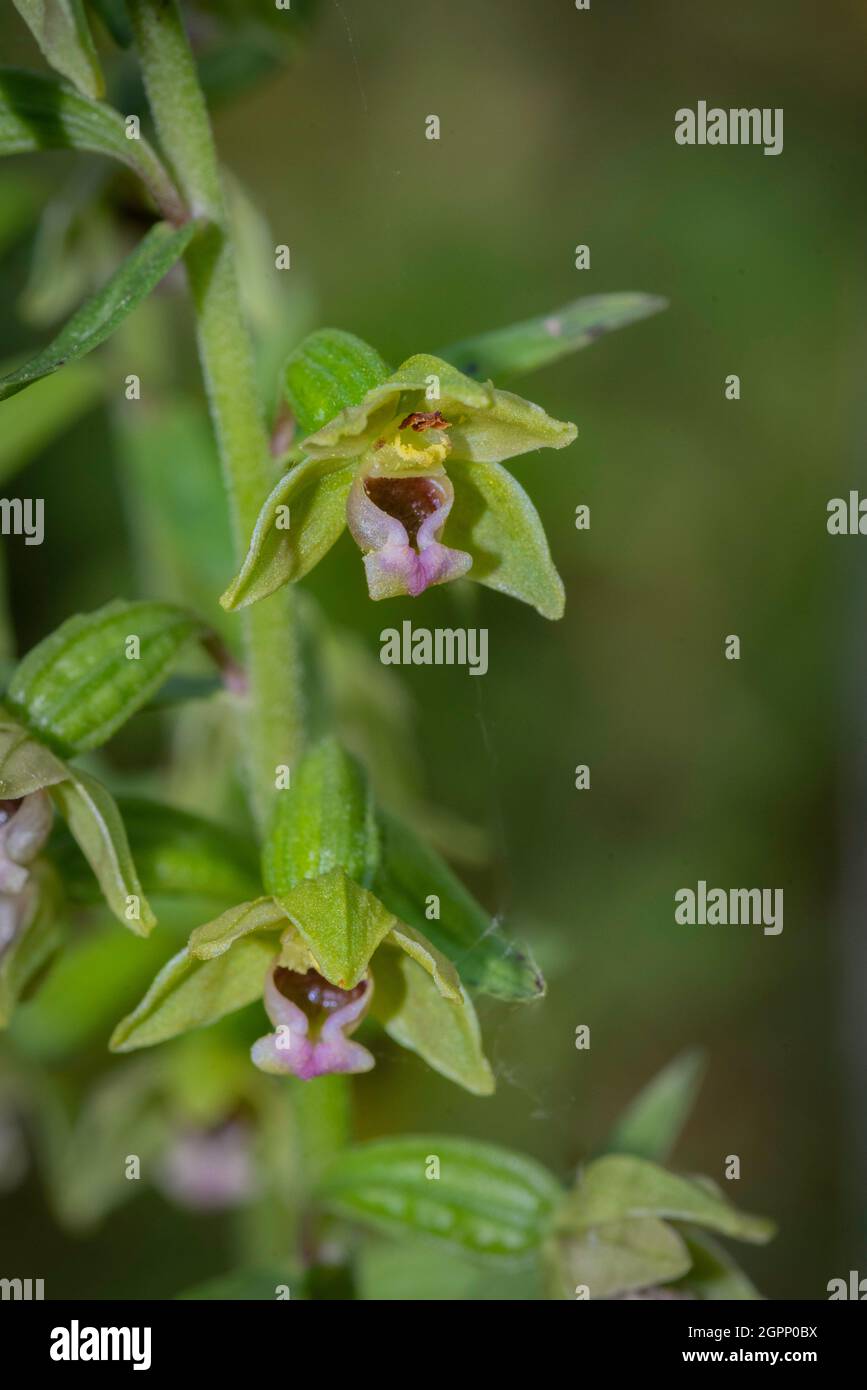 Close-up view of the flowers of Dune Helleborine (Epipactis dunensis), a rare wild orchid endemic of Northern English coasts and waste tips. Stock Photo