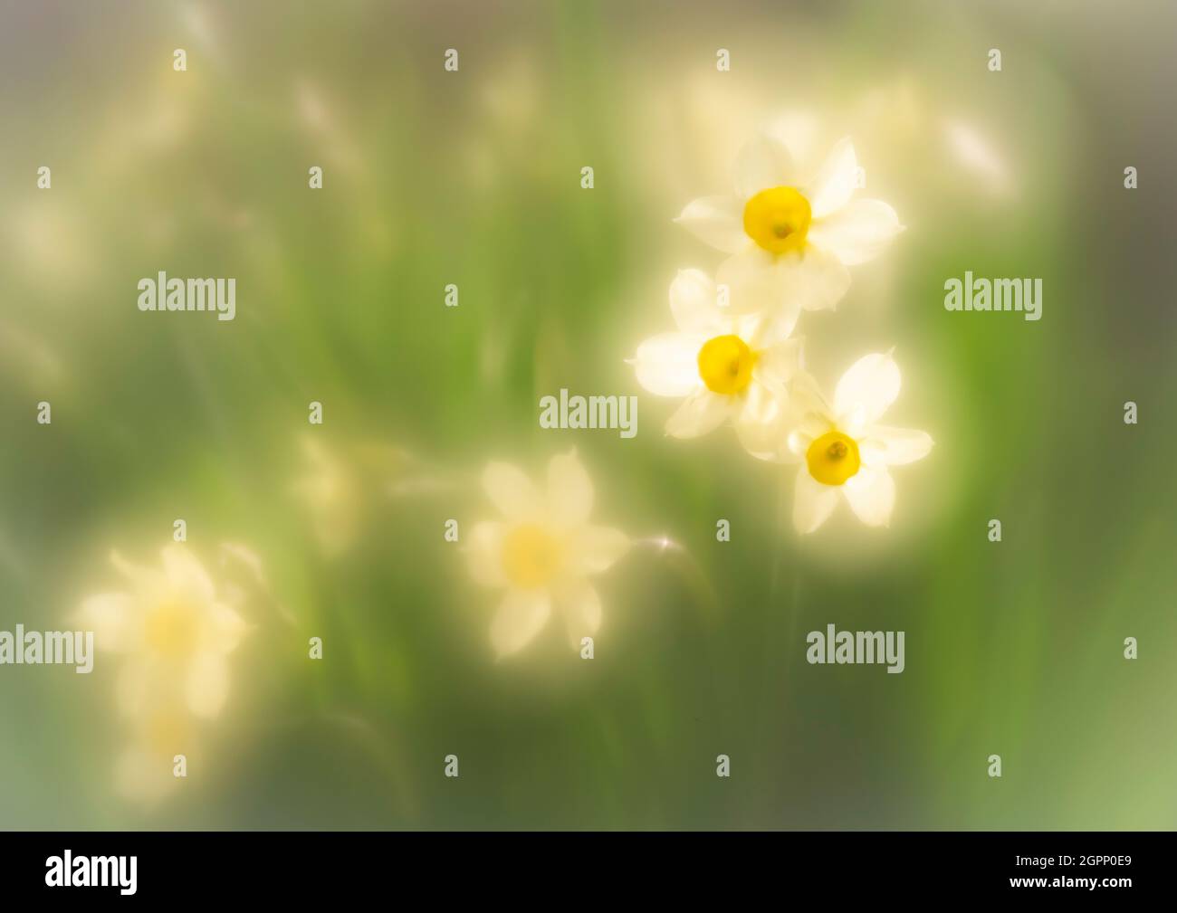 Soft focus dreamy image of spring narcissus flowers Stock Photo