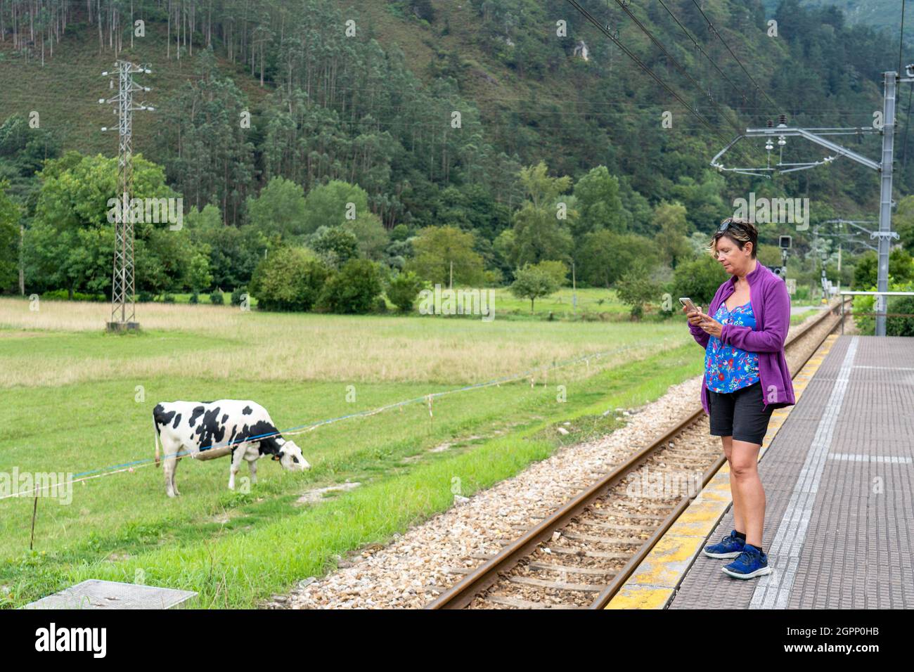 Caucasian woman tourist taking pictures of nature and a cow grazing in a countryside Stock Photo