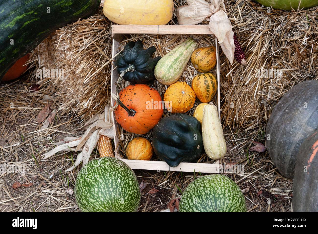 Box with a group of pumpkins of different species and colors ...