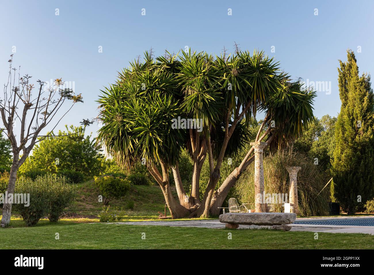Palm trees and pillars at poolside of Spanish villa, Mallorca Stock Photo