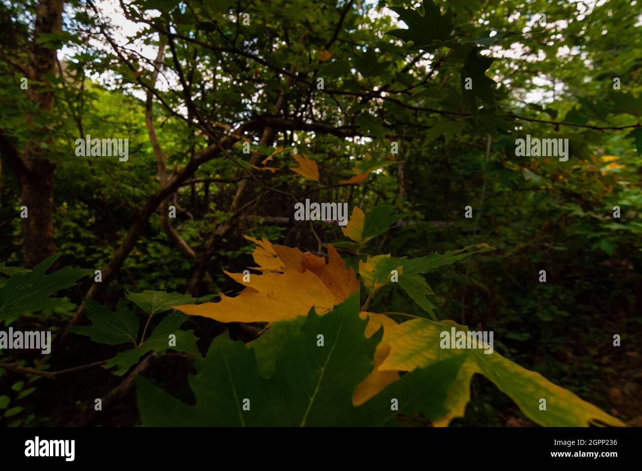 The First Yellow Autumn Leaves Stock Photo