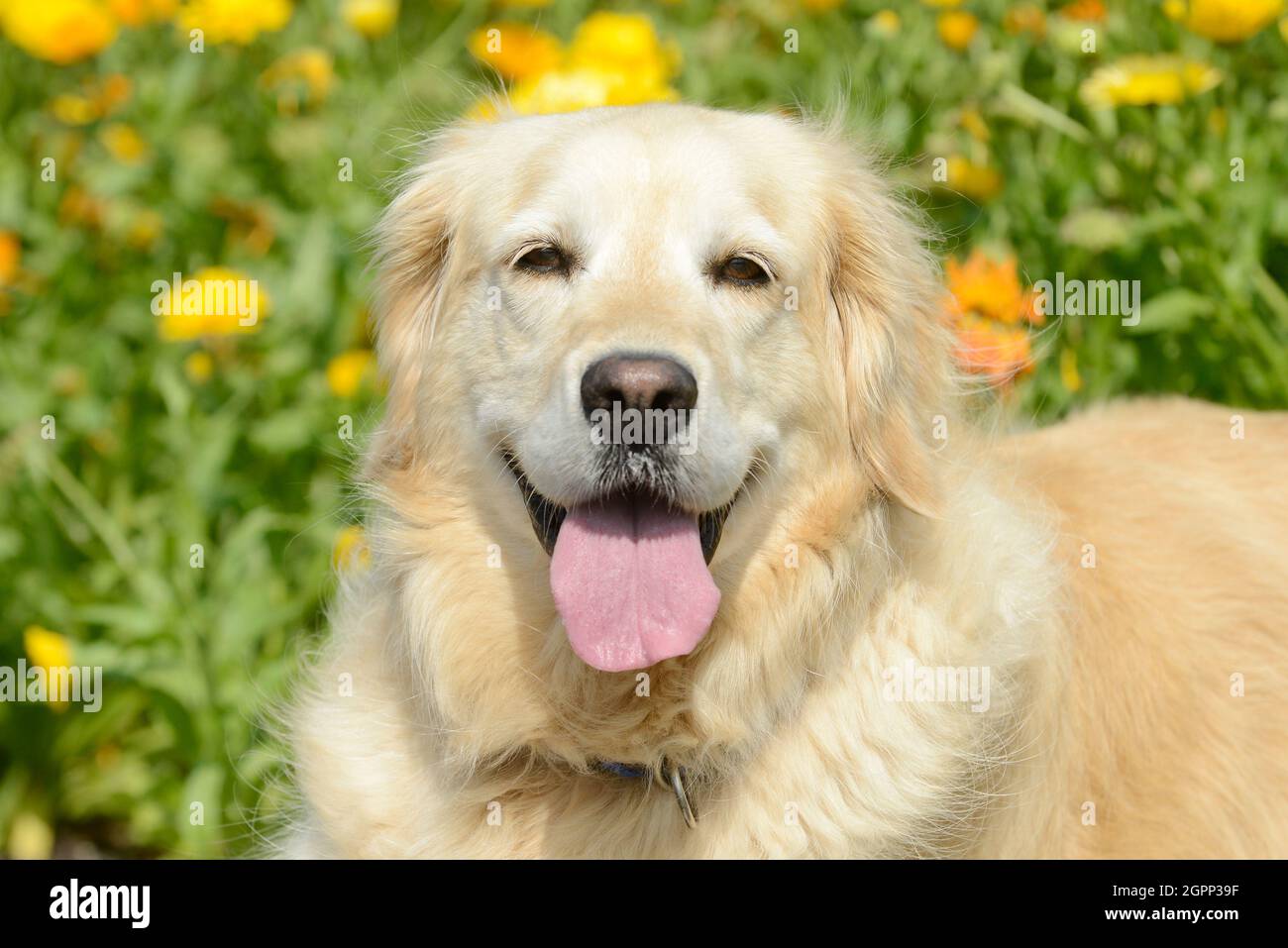Adult dog  golden retriever portrait in front of flowers in the garden Stock Photo