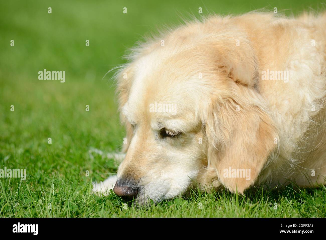 dog  golden retriever lying on meadow in the garden and sniffs Stock Photo