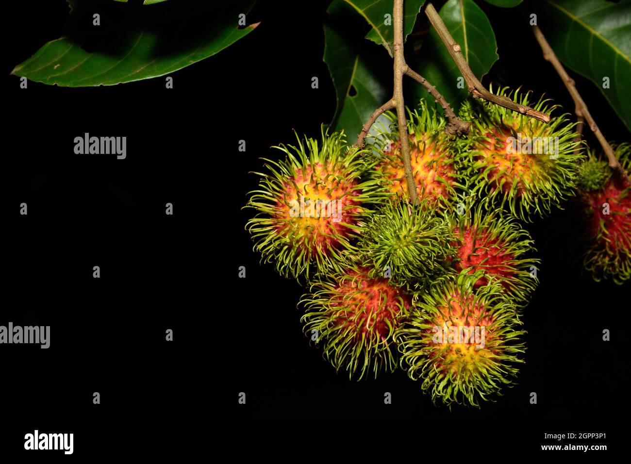 Group of fresh sweet rambutans hi-res stock photography and images - Alamy