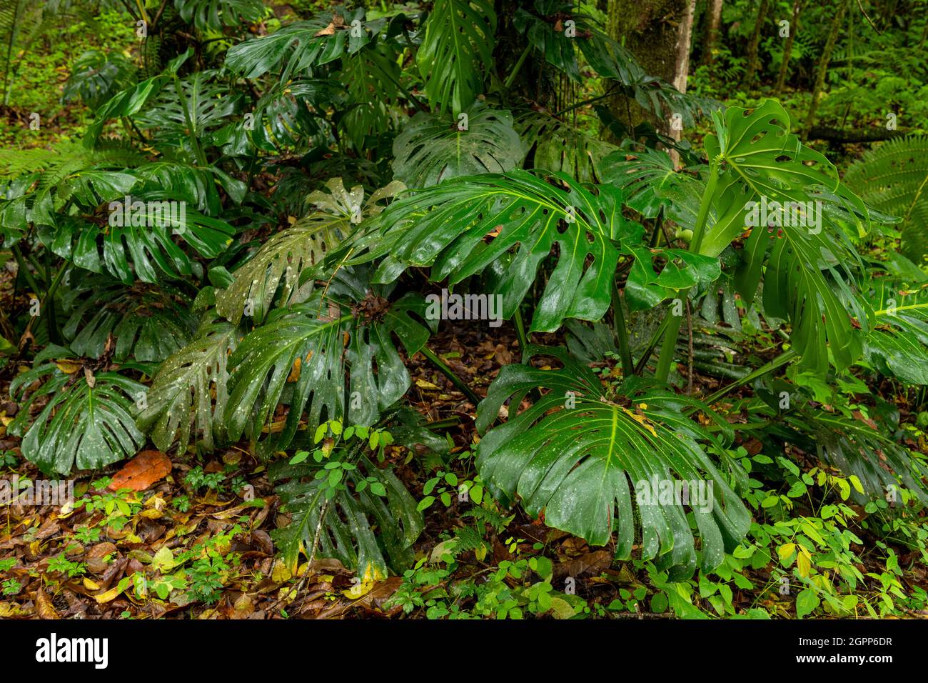 Monstera deliciosa - Swiss cheese plant in cloud forest, Manizales, Colombia Stock Photo